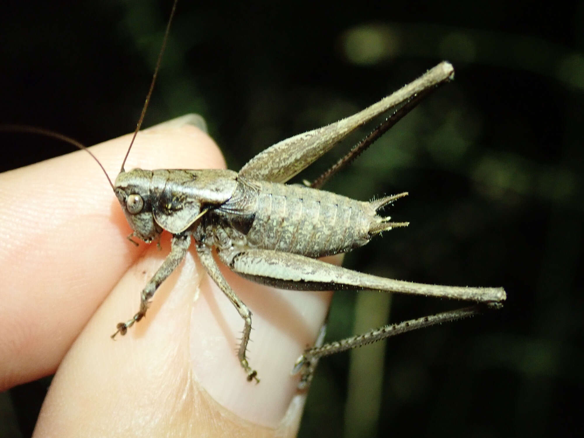 Image of Rhacocleis poneli Harz & Voisin 1987