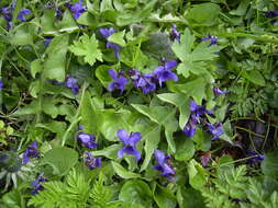 Image of sweet violet