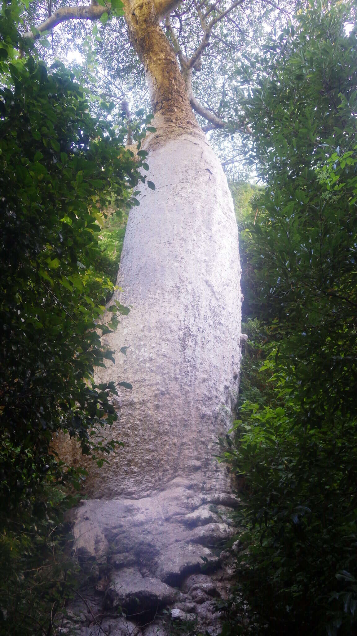 Image of Suarez baobab