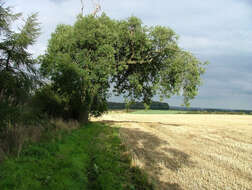 Image of European ash