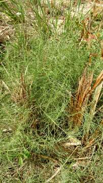 Imagem de Muhlenbergia utilis (Torr.) Hitchc.