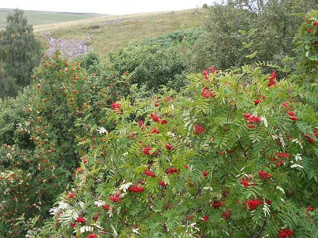 Image of rowan,  moutain ash