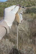 Imagem de Peromyscus melanophrys (Coues 1874)