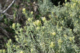 Image of San Clemente Island Indian paintbrush