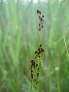 Juncus resmi