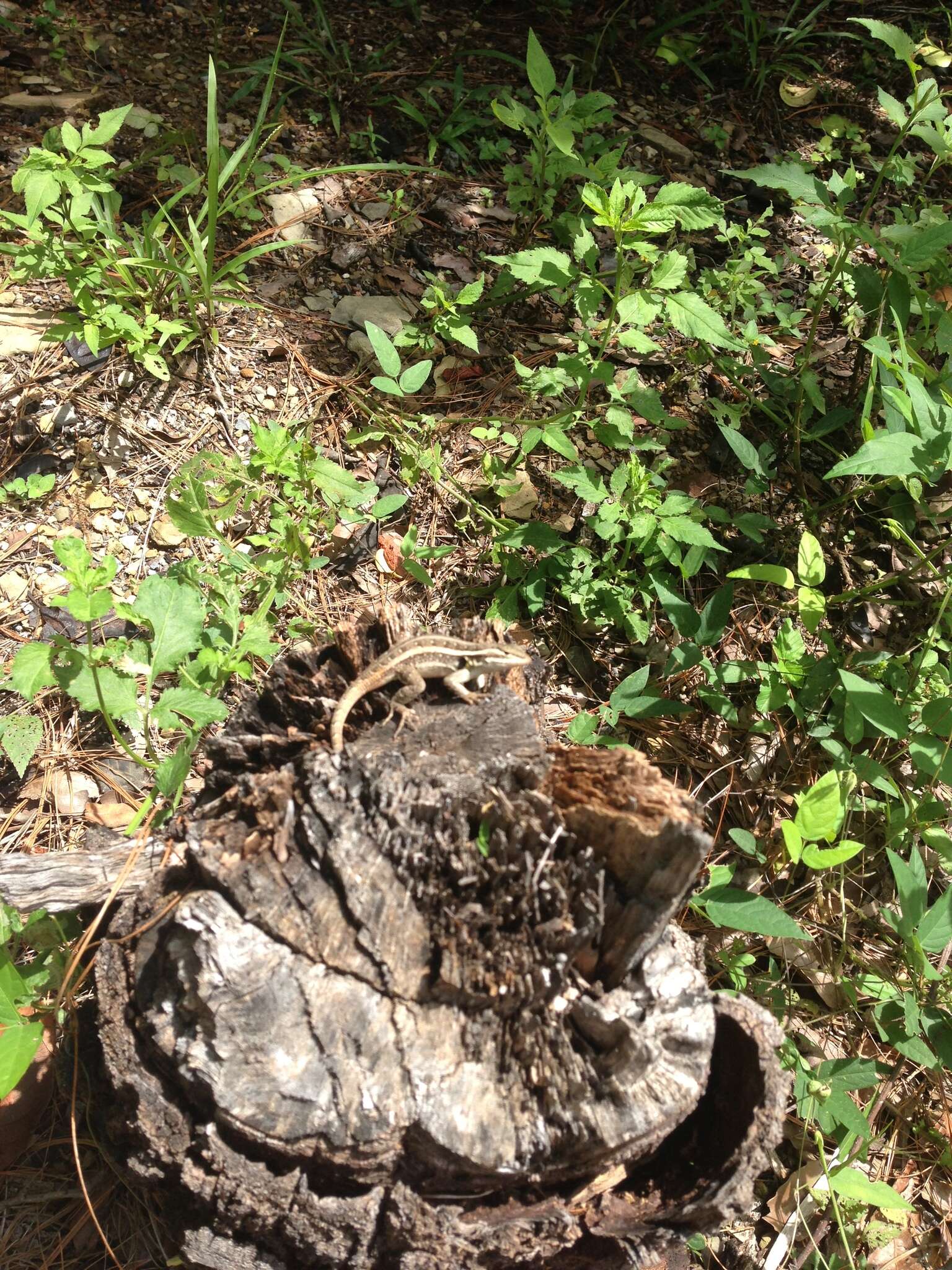 Image of Sceloporus variabilis marmoratus Hallowell 1852