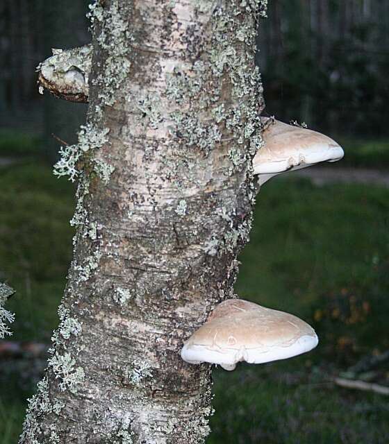 Image of birch polypore