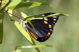 Image of Belenois java peristhene (Boisduval 1859)