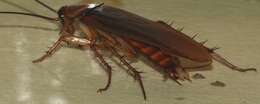 Image of american cockroach, ship cockroach