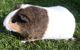 Image of Cavy