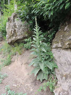 Image of Verbascum thapsus subsp. thapsus