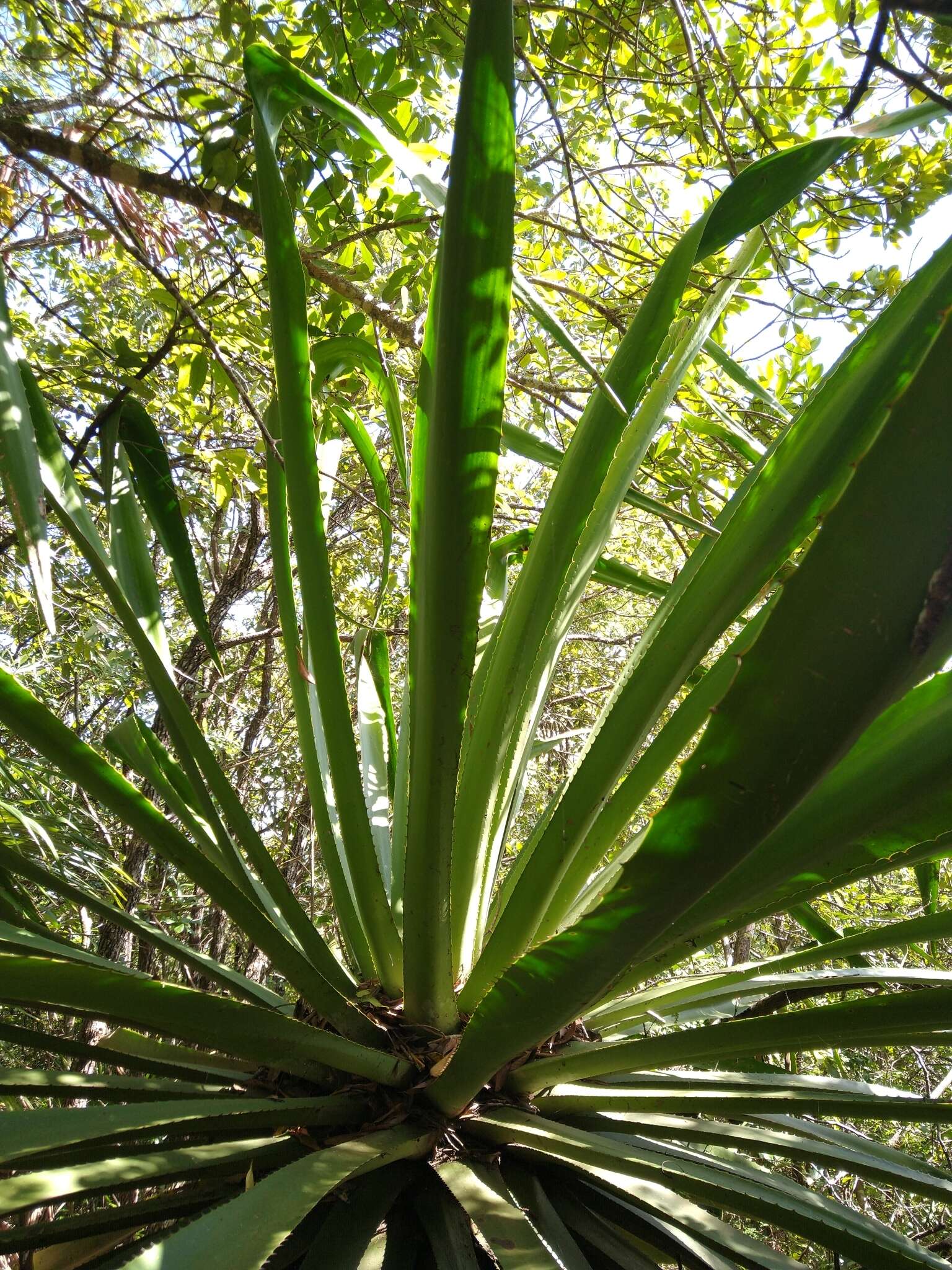 Furcraea guatemalensis Trel.的圖片