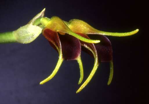 Image of Masdevallia bicolor Poepp. & Endl.