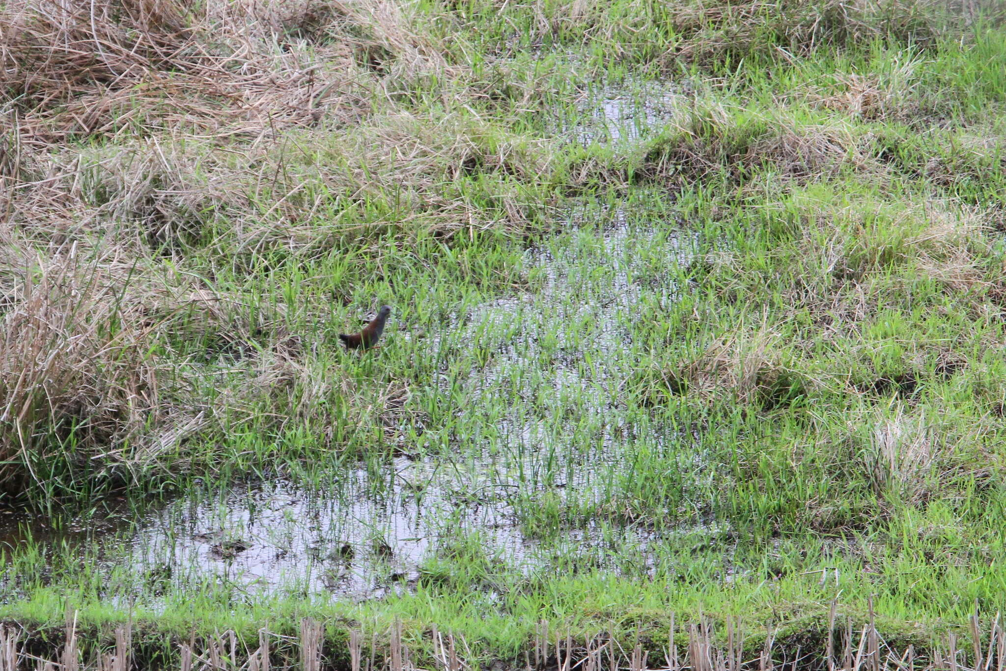 Image of Black-tailed Crake