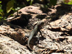 Image of Tropidurus azurduyae Carvalho, Rivas, Céspedes & Rodrigues 2018