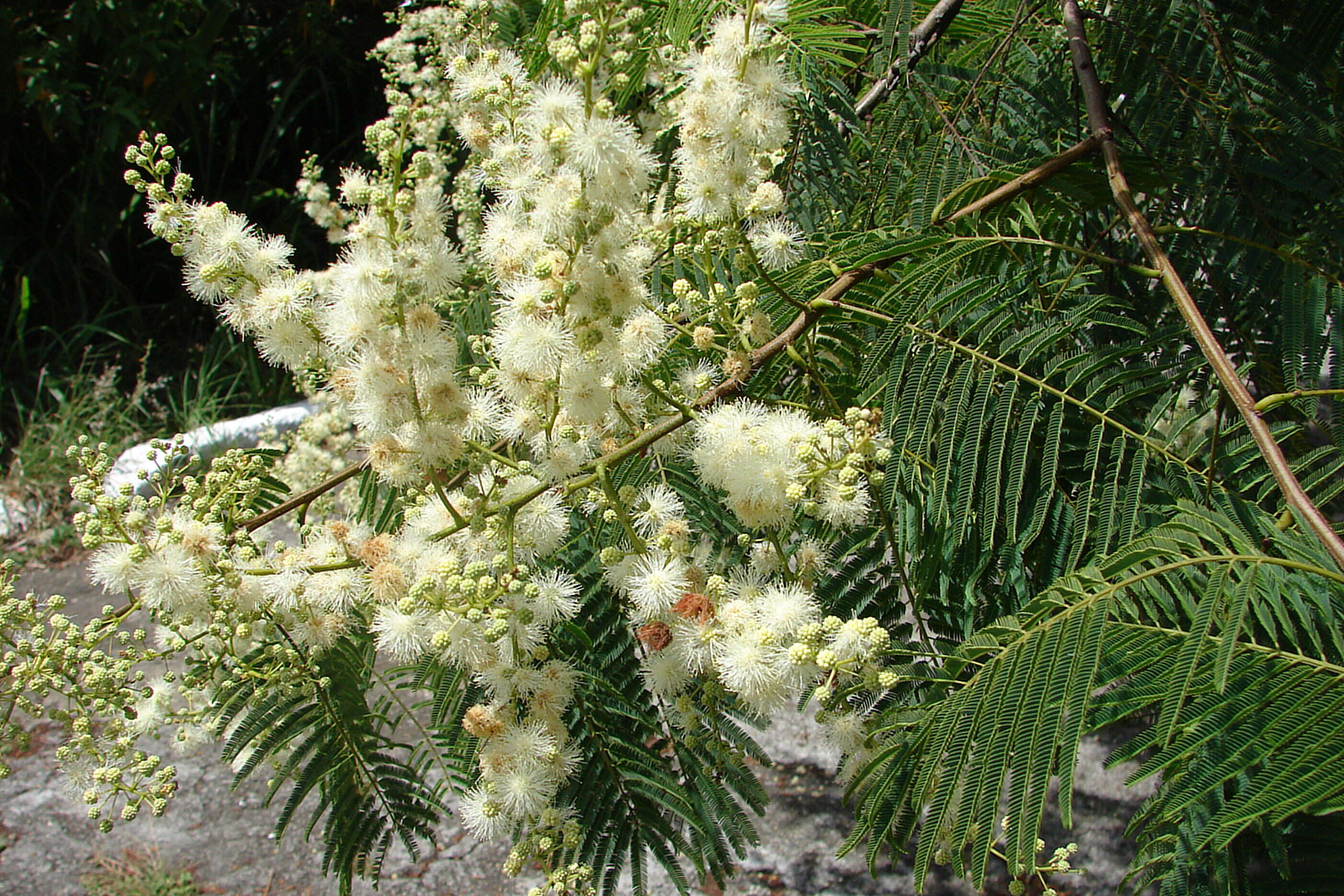 صورة Anadenanthera colubrina (Vell.) Brenan