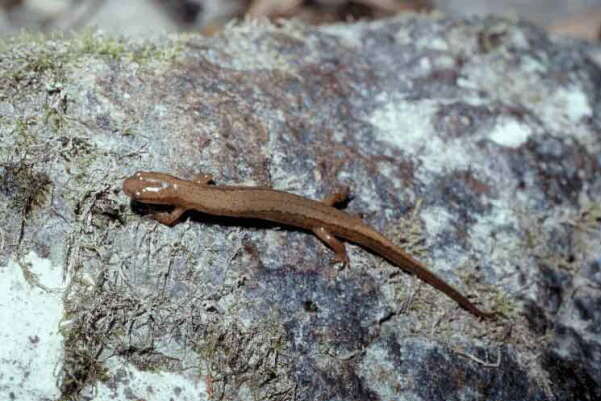 Image of Junaluska Salamander