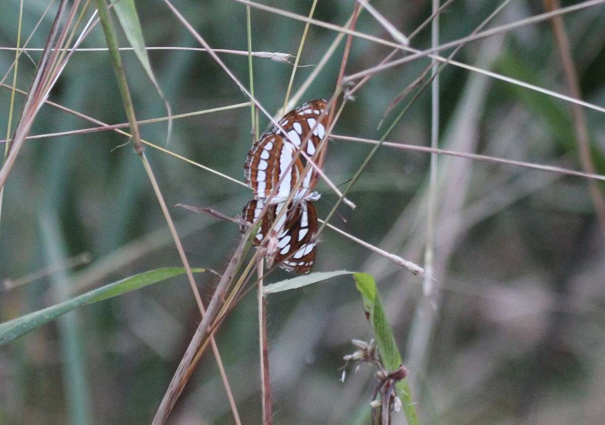 Image of Neptis hylas varmona Moore 1872