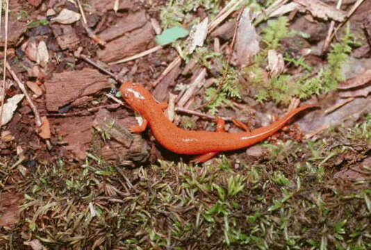 Image of Eastern Mud Salamander