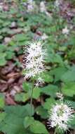 Image of Tiarella austrina (Lakela) G. L. Nesom