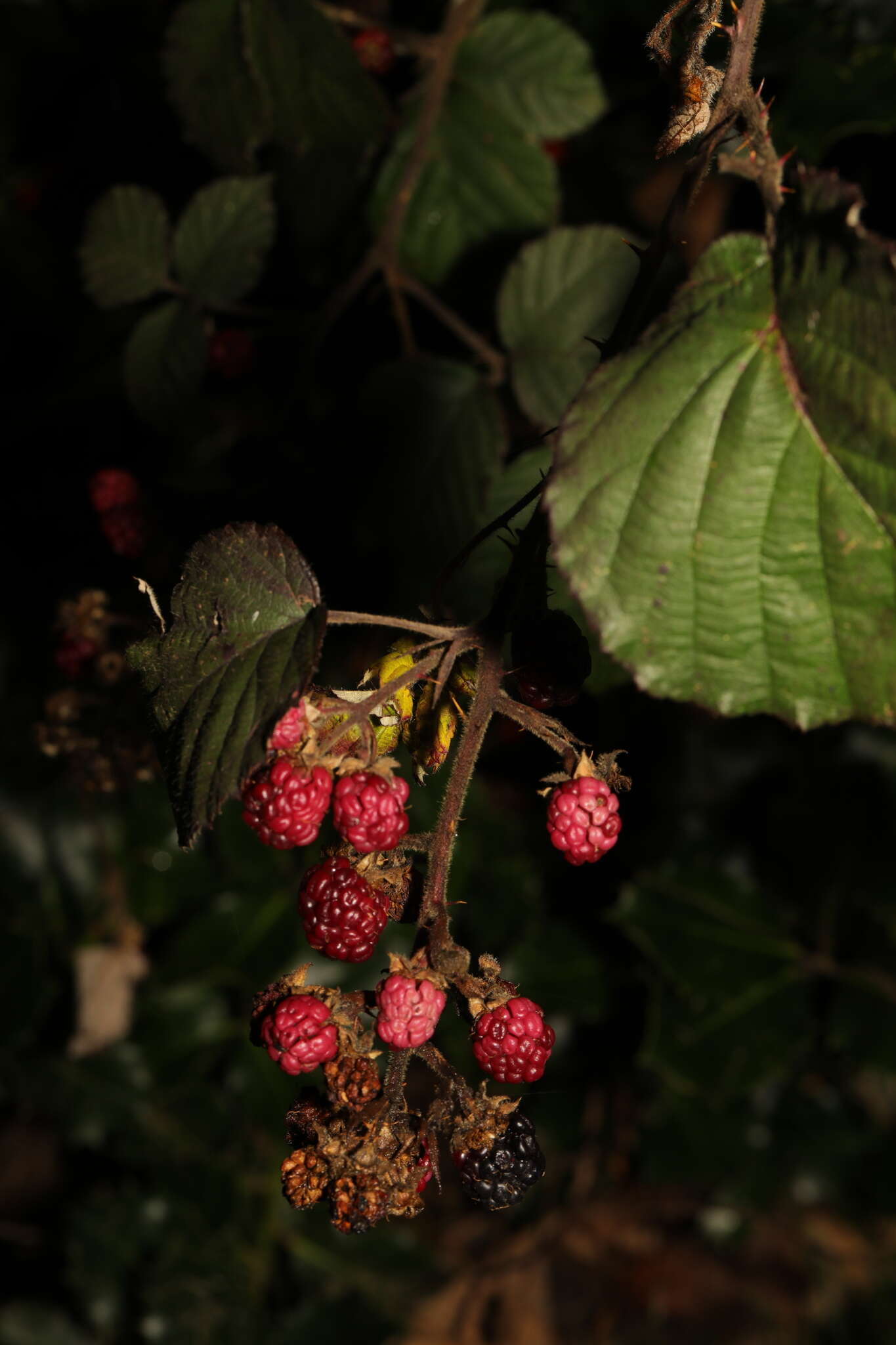 Слика од Rubus vestitus Weihe & Nees