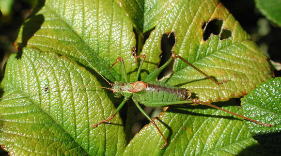 Image of speckled bush-cricket