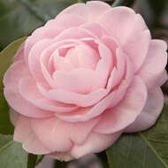 Image of camellia