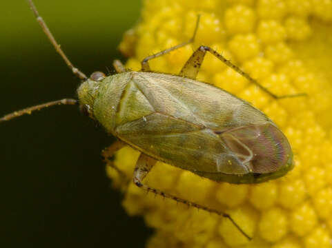 Image de Plagiognathus chrysanthemi (Wolff 1804)