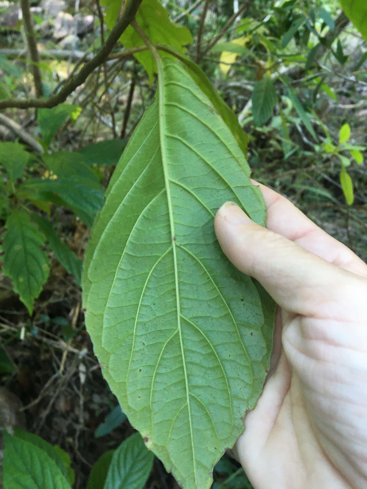 Image of Beautiful Abrophyllum