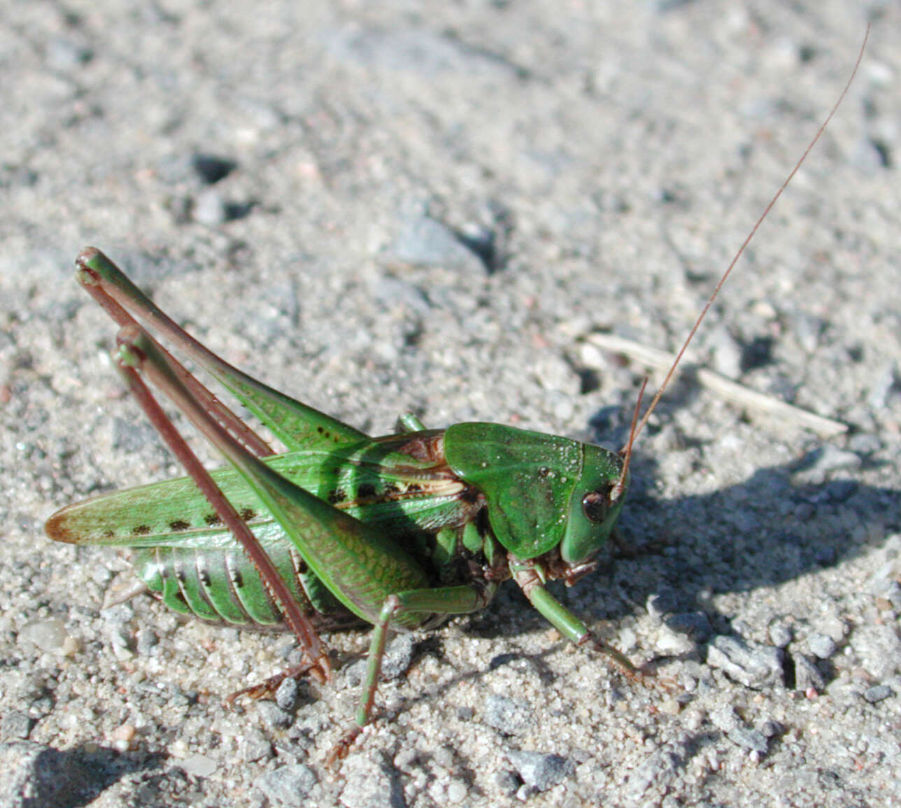 Image of Wart-biter cricket