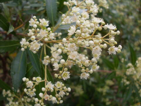 Image of Ceratopetalum gummiferum Sm.