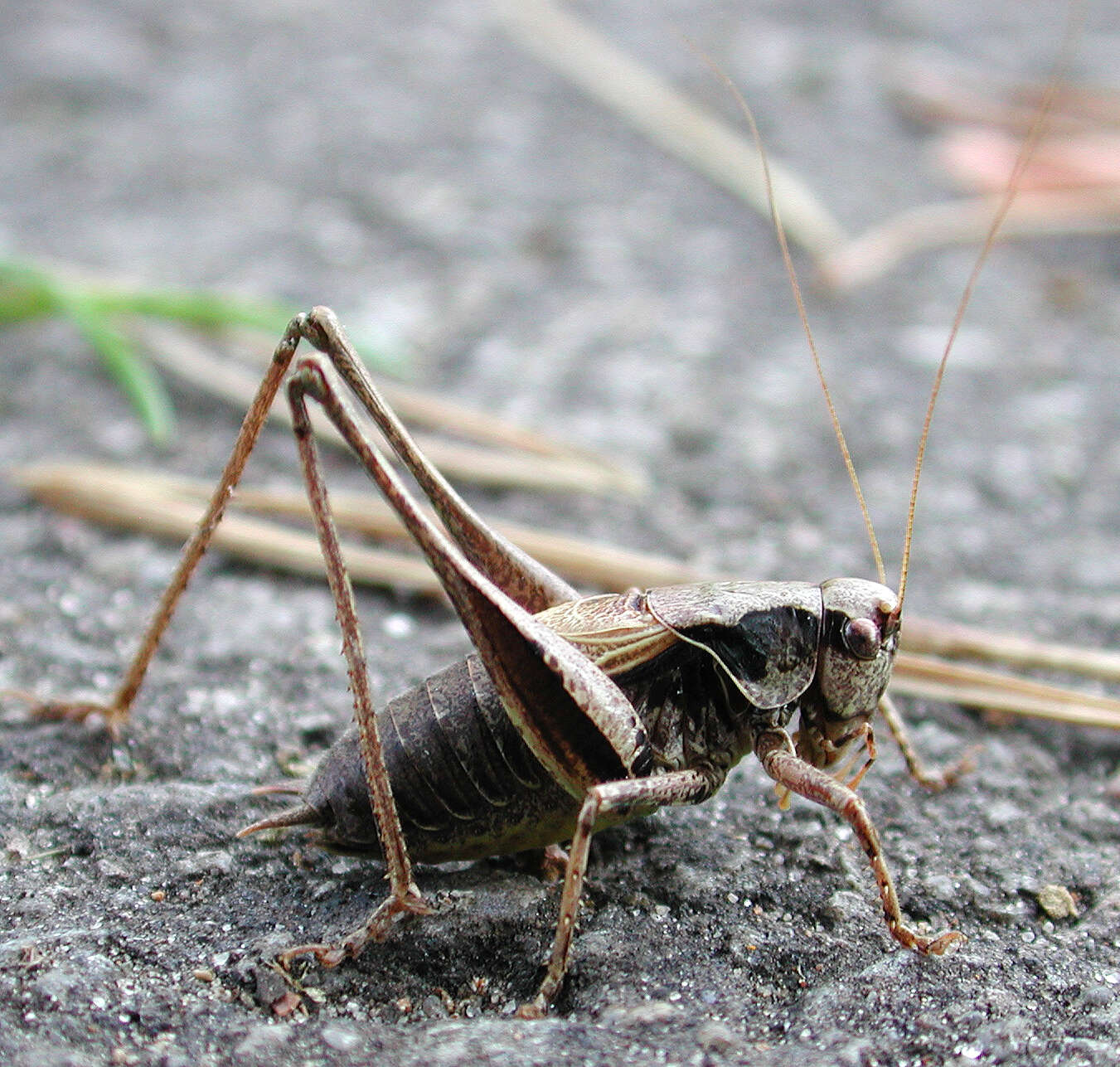 Image of dark bush-cricket