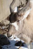 Image of Addax