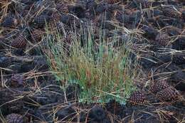 Image of Eriogonum wrightii var. oresbium J. L. Reveal