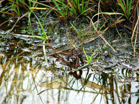 Image of Common Hawker