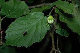 Image of Cobnut