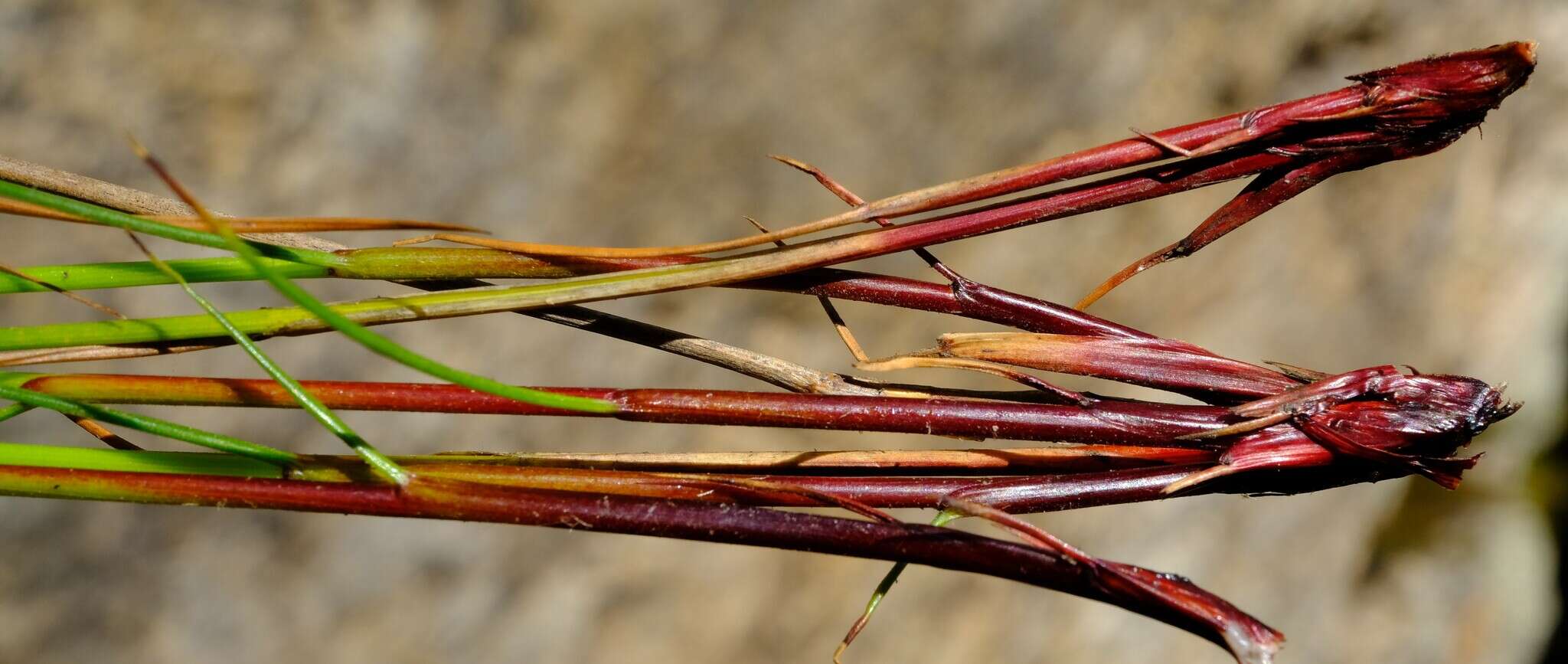 صورة Tetraria picta (Boeckeler) C. B. Clarke