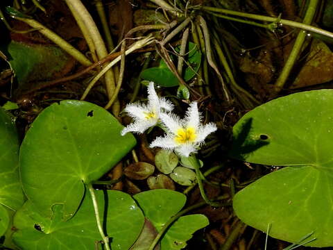 Image de Nymphoides indica subsp. indica