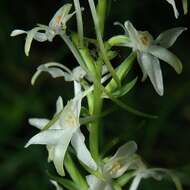 Image of lesser butterfly-orchid