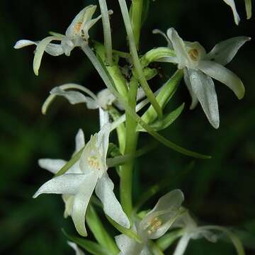 Image of lesser butterfly-orchid