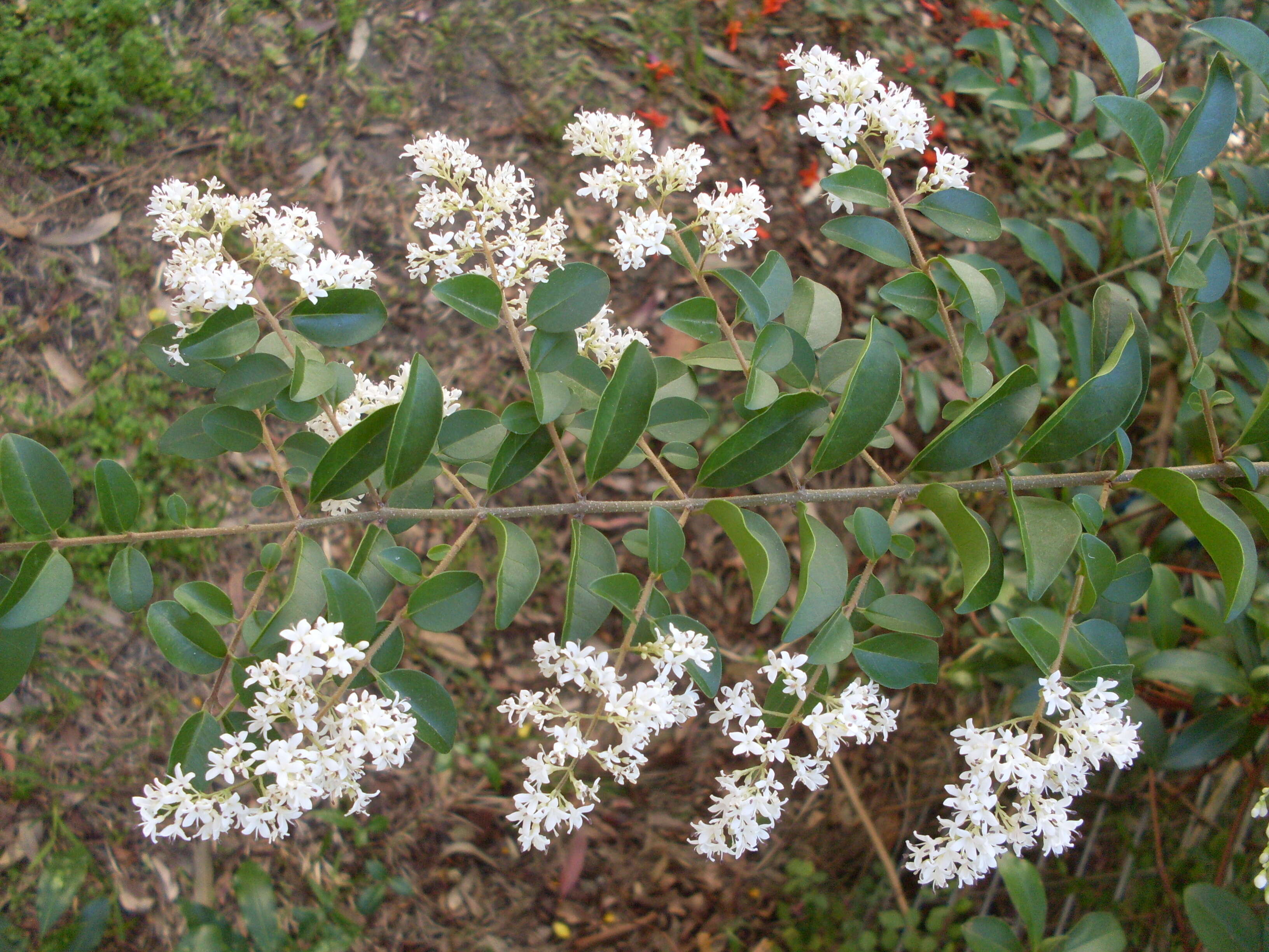 Image of Chinese privet