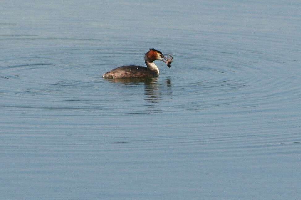 Image of Podiceps Latham 1787