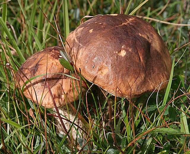 Image of Leccinum versipelle (Fr. & Hök) Snell 1944