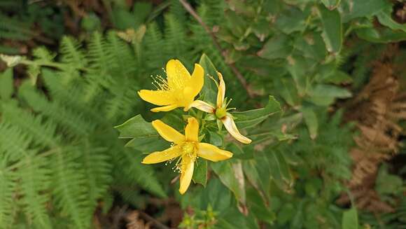 Image of Hypericum foliosum Dryand. ex Ait.