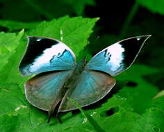 Image of Sahyadri blue oakleaf