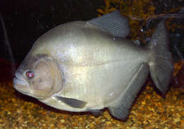 Image of redeye piranha