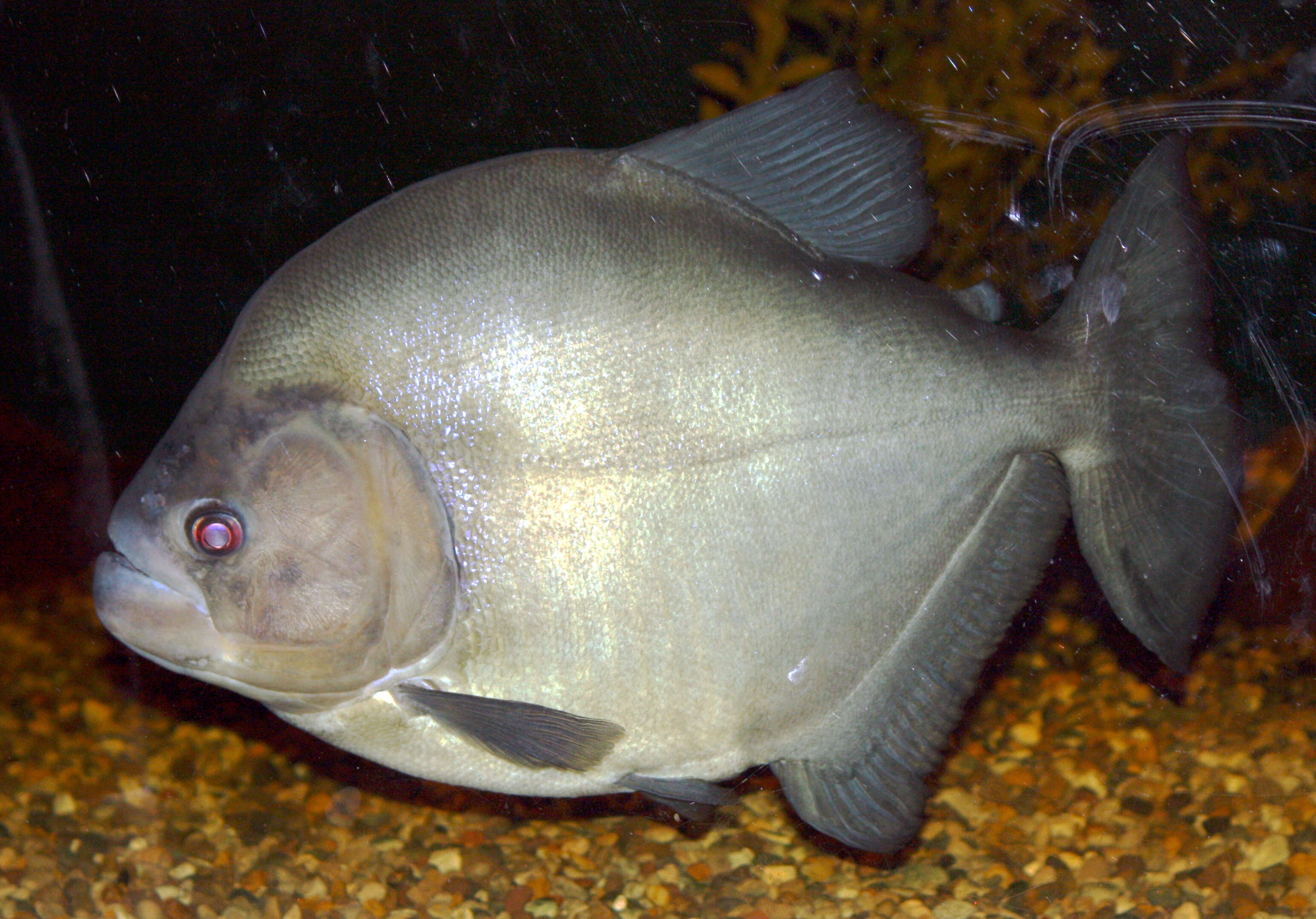 Image of redeye piranha