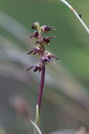 Image of Genoplesium tasmanicum D. L. Jones