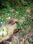 Image of black-footed polypore