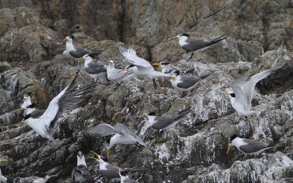 Image of Chinese Crested Tern